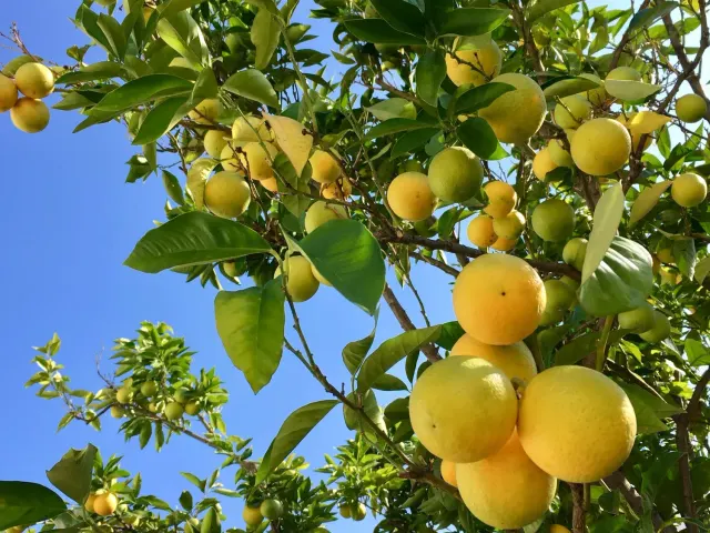 BookNoFees: مطعم – Citrus Vienna – Vienna – Citrus Vienna، الصورة 2